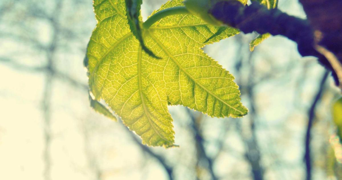 Optimizing Performance Budgets