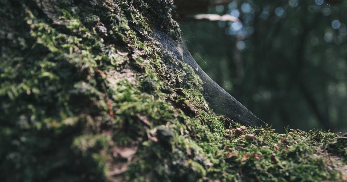 Mastering Memory Management