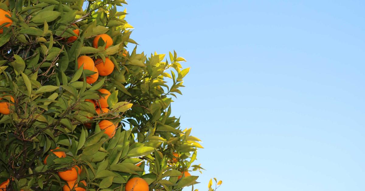 Advanced Middleware Chains