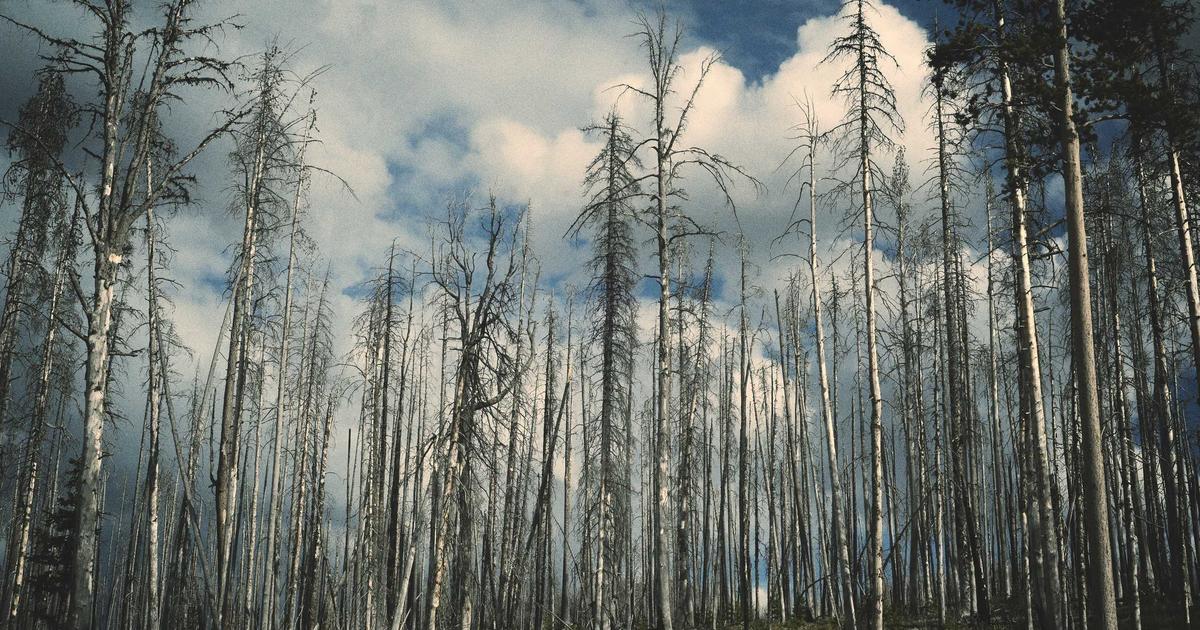 Optimizing Web Applications