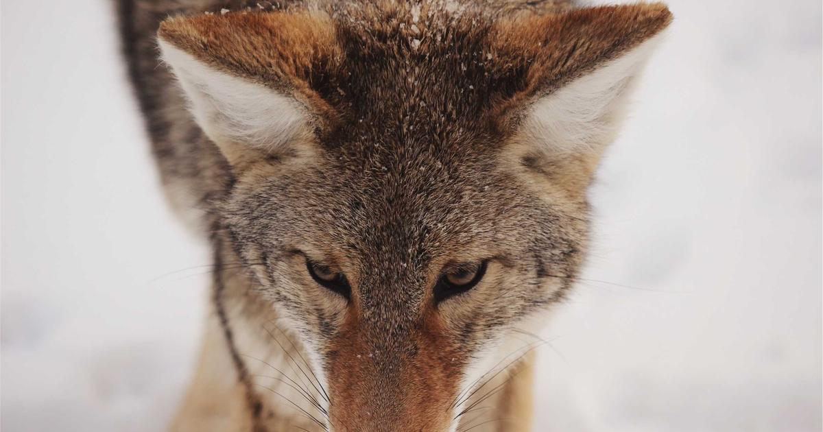 Deploying Connection Pools