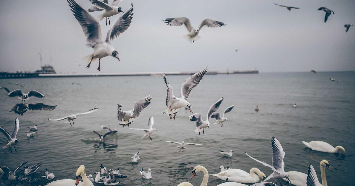 Exploring Image Optimization