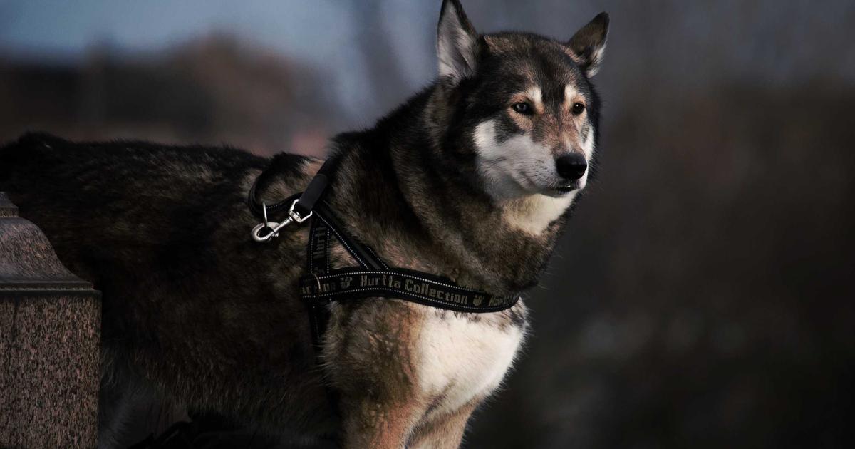 Mastering Rate Limiting