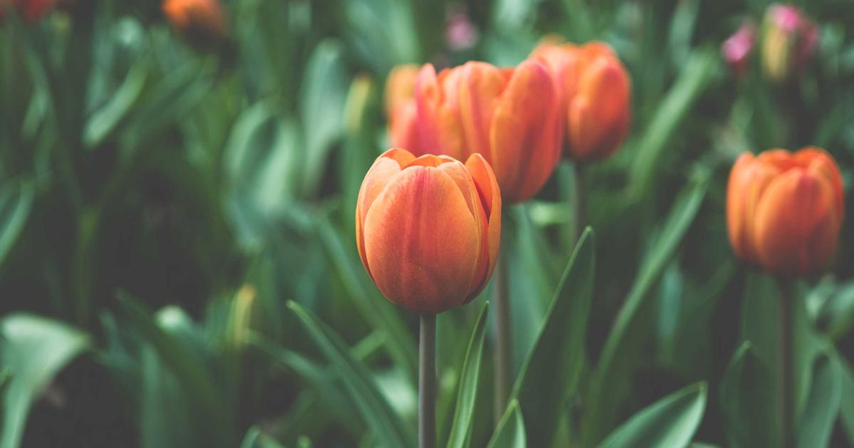 Building Streaming SSR