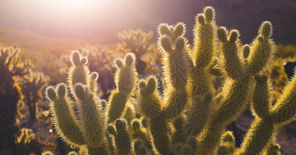 Scaling Image Optimization