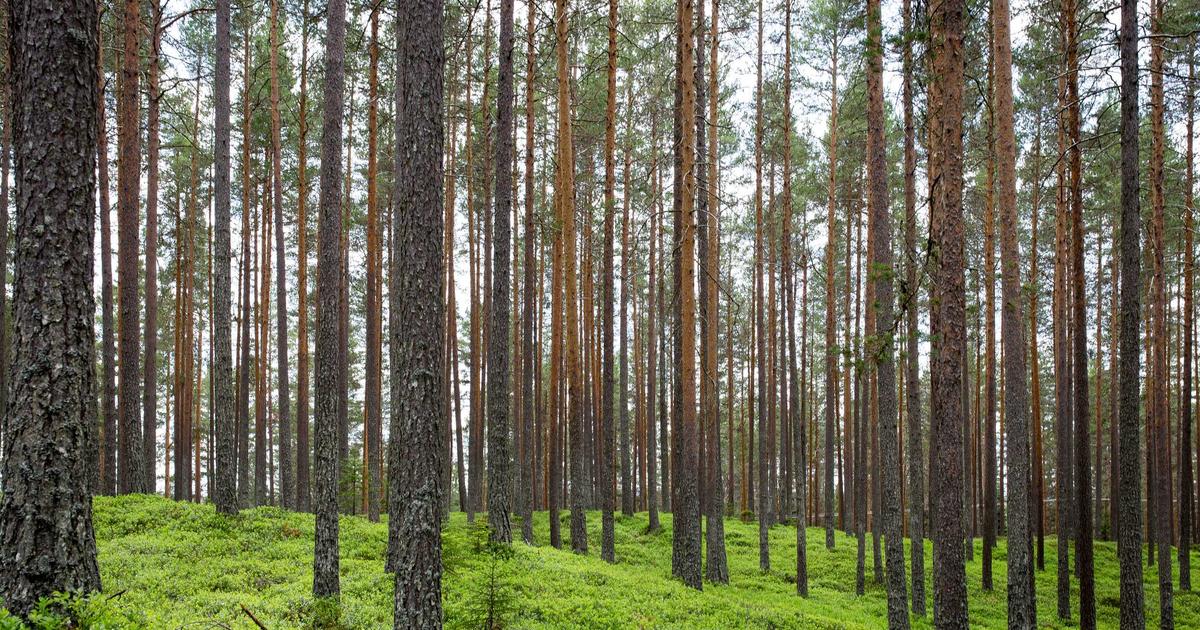 Mastering Container Orchestration